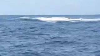 whales at Fingal