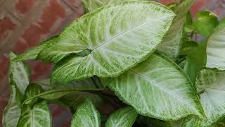 #arrow_Plant #like #beautiful #share #india #green #natural #subscribe #video #syngonium #garden