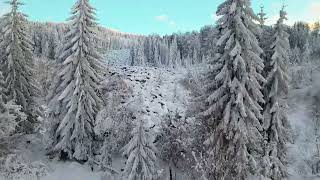 The sound of a winter forest with relaxing music 4K