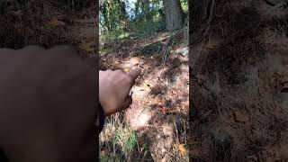 Cryptid's hillside limb ladder @NWNativeTracker 