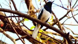 Melodic Songs of Oriental Magpie-Robin in Rainforest