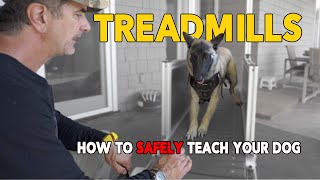 Why Every Dog Needs a Treadmill: Unleashing Hidden Health Benefits