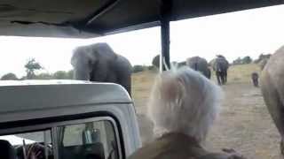 Africa, Elephants, Chobe NP Movie Trailer