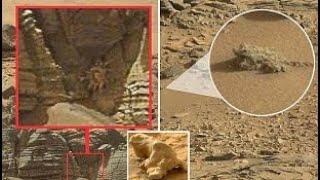 Animals on mars | Nasa's Mars Perseverance Rover Sends Fascinating Pictures - Curiosity Mission