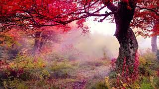 Relaxing music for inner peace 1