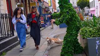 The Funniest Street Scares Ever  Bushman Prank