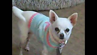 MINNIE WHITE CHIHUHUA PACK WALKING ON A BED GOING TO MEET OTHER WHITE CHIHUAHUAS