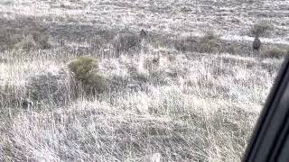 Miracle Hill Deer Oct 2022