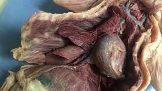 Dissection of the Cat - Thoracic Veins