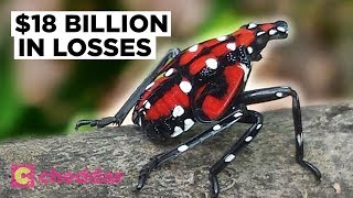The Worst Invasive Species The U.S. Has Seen in 150 Years