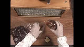 Let's Grow Mushrooms! 2.3 - Innoculating Substrate Bags