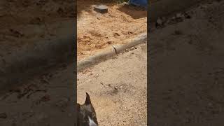 A walk around the neighborhood pt 2