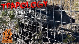 TRAPOLOGY: [CHECK #3] Trapped My 1st Wild Hog!!! (Huge BOAR in Voorhies Hog Trap) #trapping #vlog