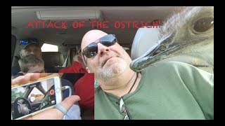Ostrich Attack