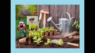 Gardening & Guineas