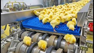 Chicken Mega Factory: Egg Incubation & Broiler Raising Process