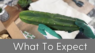 What to Expect from your San Pedro Source Order