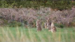 Phillip Island Say's NO to Desal! « Learning about Phillip Island.flv