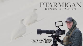 Vanishing Act: The Challenge of spotting Ptarmigan in Alaska