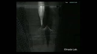 Booby head model enters the water and creates cavitation bubbles