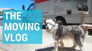 Moving with Multiple Dogs | 3 Lost Dogs Vlogs