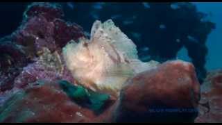 Leaf Scorpion Fish