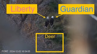 2024-12-02 FORE Liberty joins Guardian - Perched side by side for some deer viewing (16:53:35)