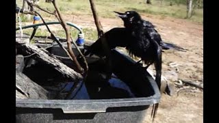 Heat stressed crow during heatwave conditions