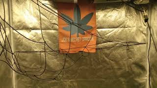 GROW UPDATE 5TH DAY OF FLOWER