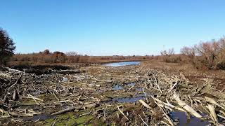 Log Jam on S. Grand River