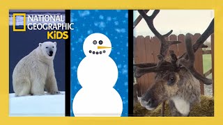 Tis the Season! 🎁 | Funny Holiday Clips and Compilation | ‪@natgeokids