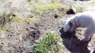 My crazy dog playing in the mud at Lake Hemet