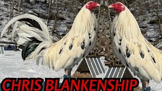 USA 🇺🇸 Chris Blankenship Farm - Feeding Time Shape Chicken Coop Outdoor Indoor BIG FARM