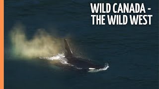 Wild Canada - The Wild West | Full Documentary