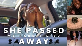 MY RABBIT DIED UNEXPECTEDLY | GRIEF, HEALING & FINDING MY NEW NORMAL VLOG