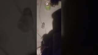 everything that i believe in from birth is a lie(Cis ofC!)beat!