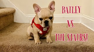 Bailey Vs. The Stairs - Adorable French Bulldog Puppy Throws Tantrum and Makes Funny Noises!