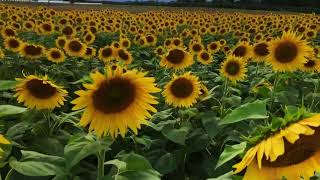 Gabaldaye/ sunflower 