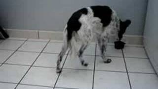 Gribouillette le chien equilibriste