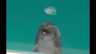 あさむし水族館イルカショー2025 Asamusi Aquarium Aomori Japan