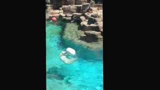 Polar Bear playing ball at Lincoln Park Zoo