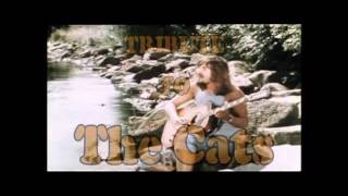 Tribute To The Cats