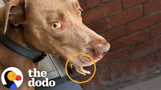 Woman Sees Tiny Legs Sticking Out Of Her Dog's Mouth | The Dodo