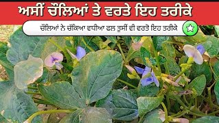 ਚੌਲਿਆਂ ਫਲ ਲਿਆਉਣ ਲਈ ਵਰਤੋ ਇਹ ਤਰੀਕਾ #video #agriculture #farming #growvegetables  #vegetables #views