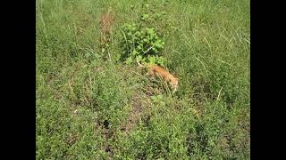 Kitties Roaming the Farm