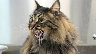 I Did NOT Expect a Barn Cat to Love Grooming THIS Much