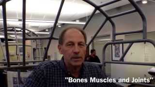Bones Muscles and Joints