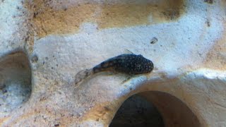 New small & cute Ancistrus for my Cichlid Tank