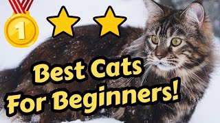 Top 5 Cat Breeds For Beginners