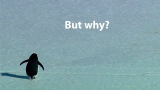 1 HOUR of The Wandering Penguin Song (Gigi D'Agostino L'amour Toujours Organ Slowed Version AKA)